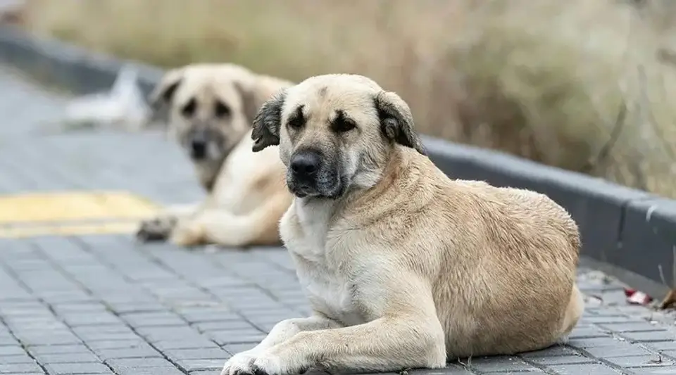 Sahipsiz Hayvanlarla İlgili Son Gelişme