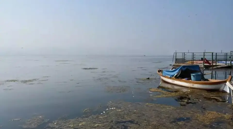 İzmir Körfezi'ni Deniz Marulu Kapladı