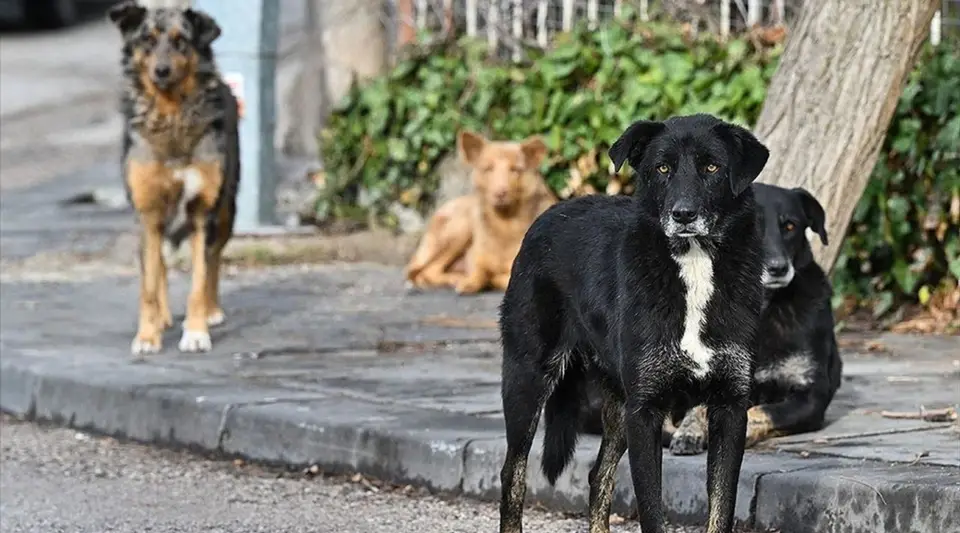 AYM, Sahipsiz Hayvan Düzenlemesinin İptalini Reddetti
