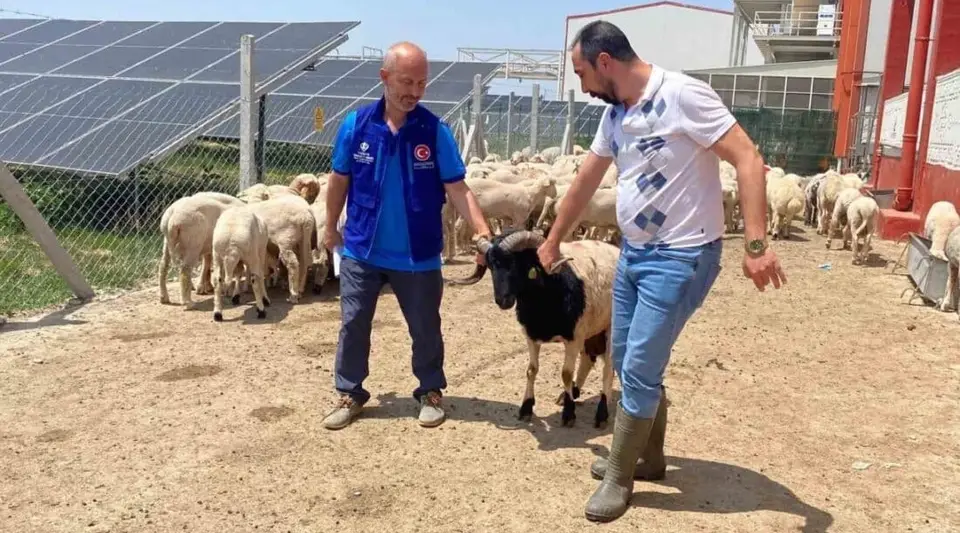 Cumhurbaşkanı Erdoğan'ın Bağışladığı 2 Kurbanlık Kesildi