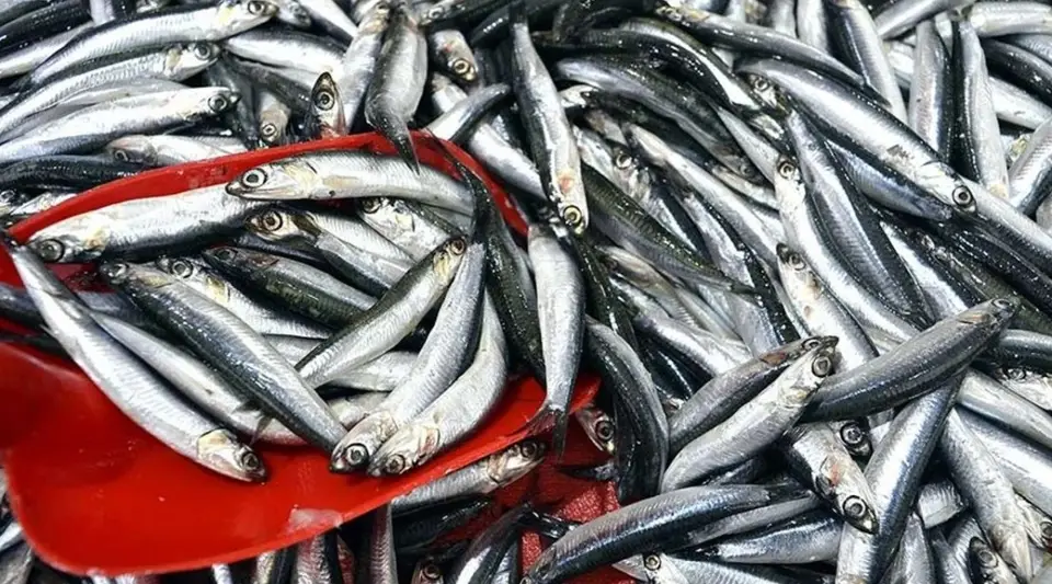 Hamsi ve İstavritin Kilosu 150 TL'ye Düştü