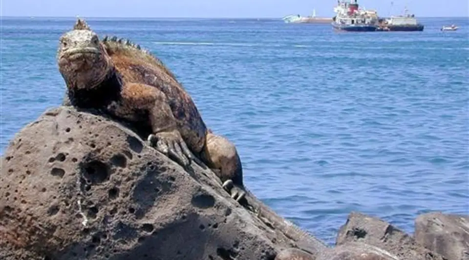 Galapagos iguanalarını kaçıran Rus kadın Ekvador'da tutuklandı