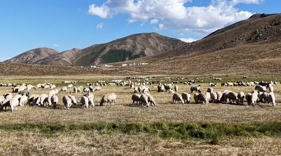 Tunceli'de 150 bin lira maaşla çoban bulunamıyor