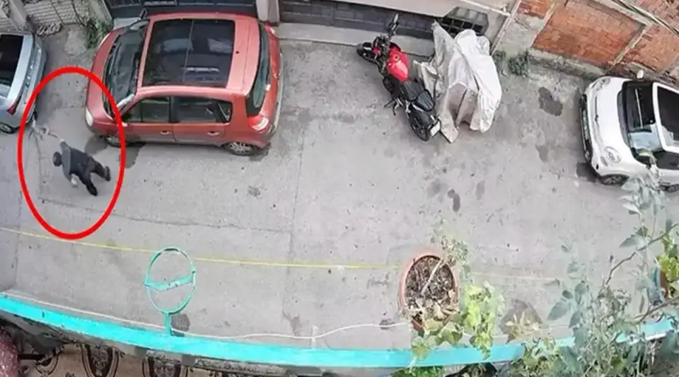 Bursa'da Kediye Şiddet Uygulayan Şüpheli Yakalandı