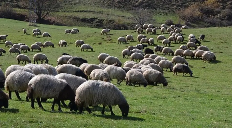 Bakan Yumaklı: "Hayvancılığa 24 Yılda 654 Milyar Liralık Destek Sağlandı"