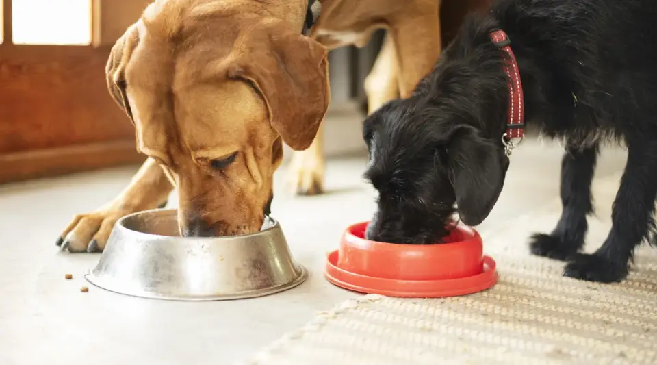 Almanya'da köpek vergisi rekor seviyede: 2025'te 429 milyon euroyu aştı