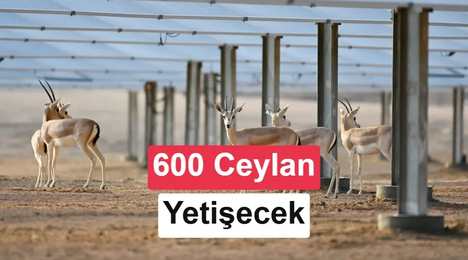 Suudi Arabistan'da 250 MW'lık güneş santralinde ceylan yetiştirilecek