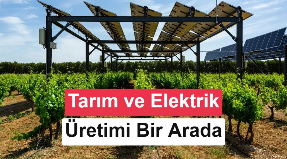 İspanya'da üzüm bağlarına güneş panelleri kuruldu: Sonuçlar dikkat çekici