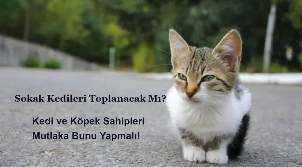 Sokak Kedileri Toplanacak Mı? Kedi Köpek Sahipleri Bunu Yapmalı