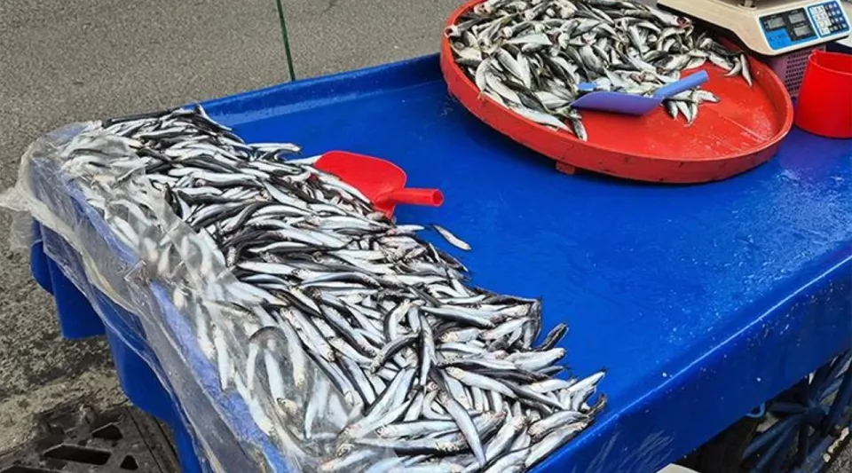 Tazecik Balıklar Tezgahlarda Yerini Aldı! İşte Hamsi ve İstavritin Kilogram Fiyatı!