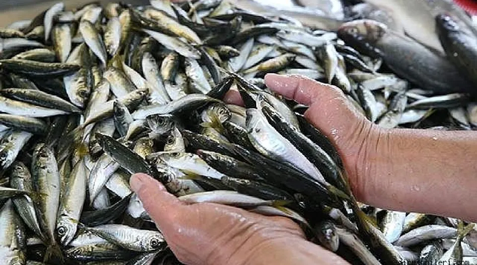 Mezgit Bolluğu Yaşanıyor: Kilosu 100 Liradan Satılıyor