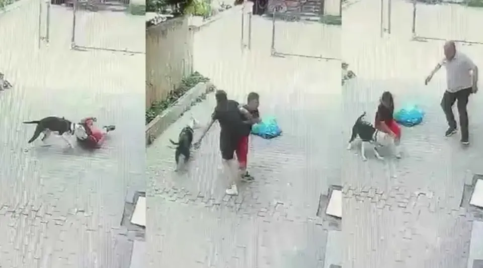 Ataşehir'de Pitbull Dehşeti: Sokakta Oynayan Çocuğa Saldırdı