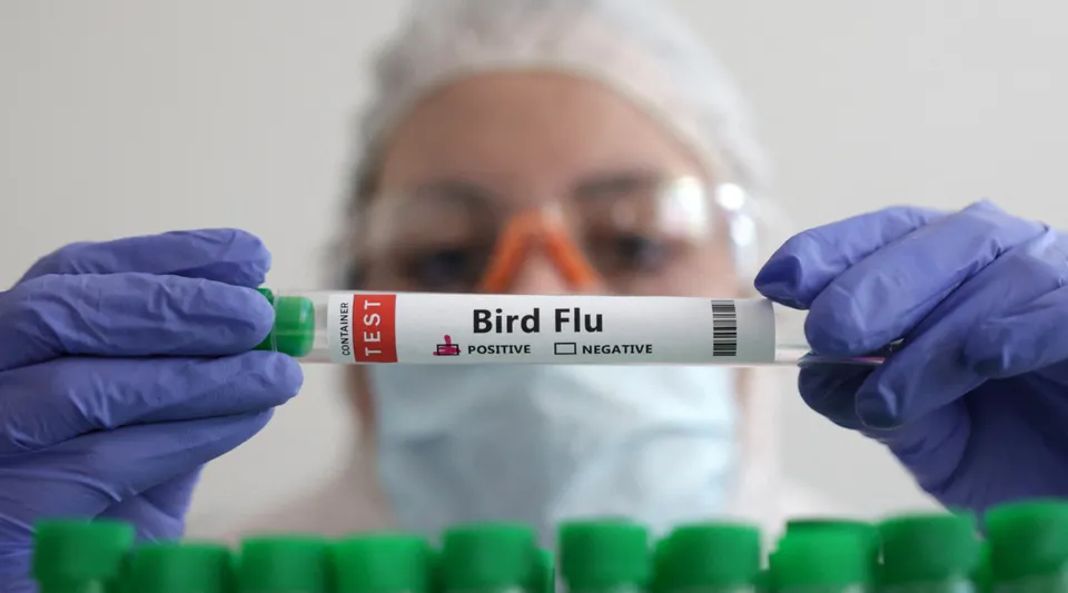 Avustralya'da ilk kez bir memelide H5N1 kuş gribi tespit edildi