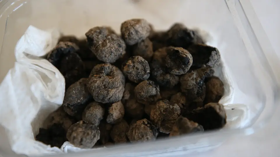 Havran siyah incirinin 8 bin yıllık kalıntıları bulundu