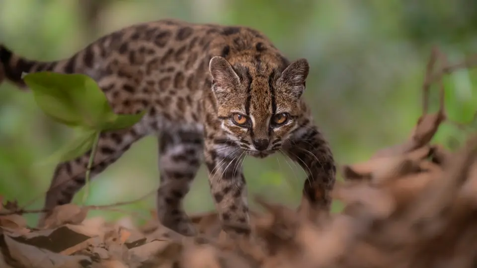 Bolivya ormanlarında 103 yıl sonra yeni kedi türü keşfedildi: Leopardus tilcayo türü tanımlandı