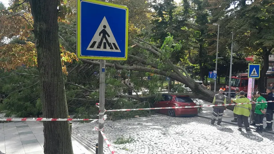 Nişantaşı'nda Bir Garip Tesadüf: 40 Gün Arayla Yine Ağaç Devrildi