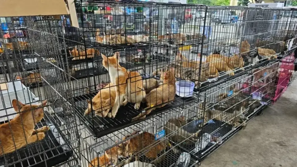 Yemek için 2 bin 700 kedi çalan çeteye operasyon: 12 gözaltı
