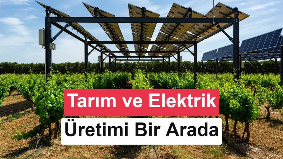 İspanya'da üzüm bağlarında agrivoltaik sistemler test ediliyor