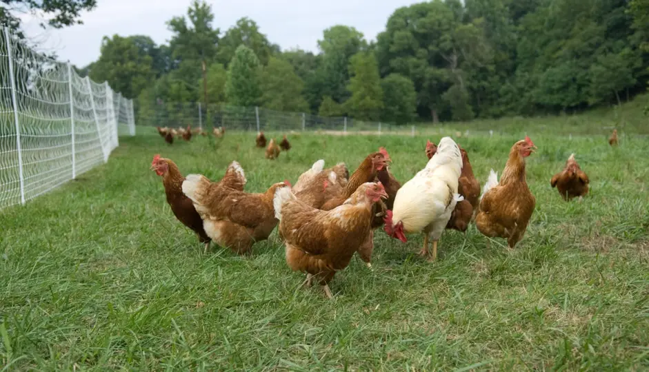 Gezen Tavuk Yumurtası Daha Mı Sağlıklı ve Faydalı?