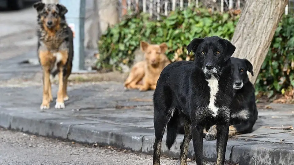 Sahipsiz Hayvan Düzenlemesinin İptali Reddedildi
