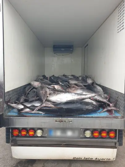 İzmir’in Güzelbahçe ilçesinde durdurulan iki araçta, kaçak avlanan yaklaşık 500 bin lira değerinde 3 ton mavi yüzgeçli o