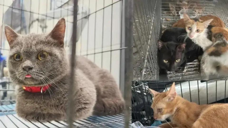 Yemek için kedi kesen çeteye operasyon: 12 gözaltı