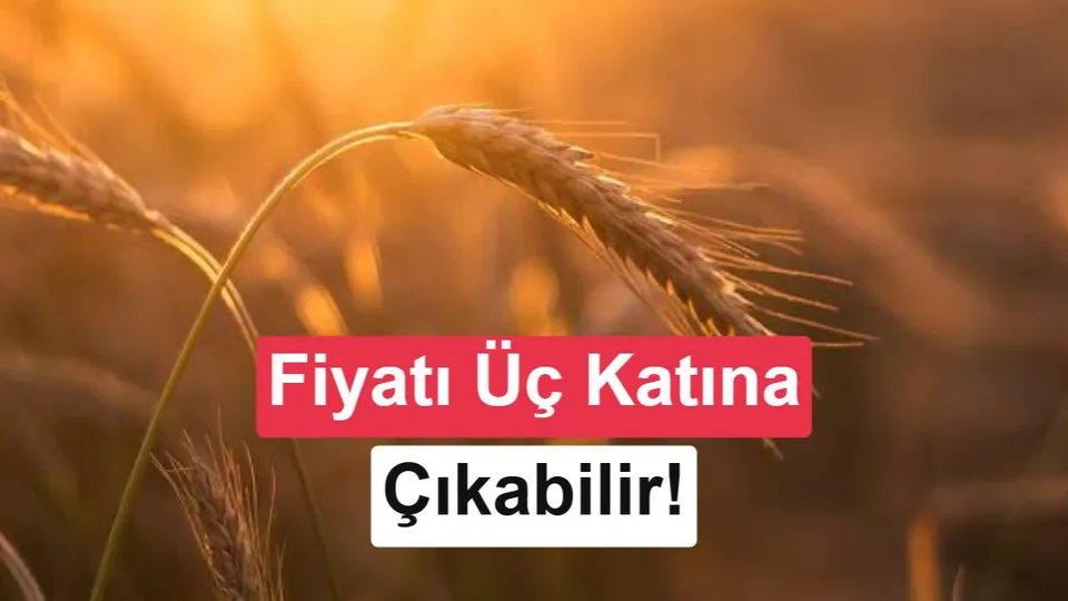 İklim değişikliği buğday fiyatlarını üç katına çıkarabilir