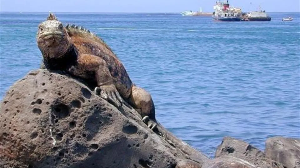 Galapagos iguanalarını kaçıran Rus kadın Ekvador'da tutuklandı