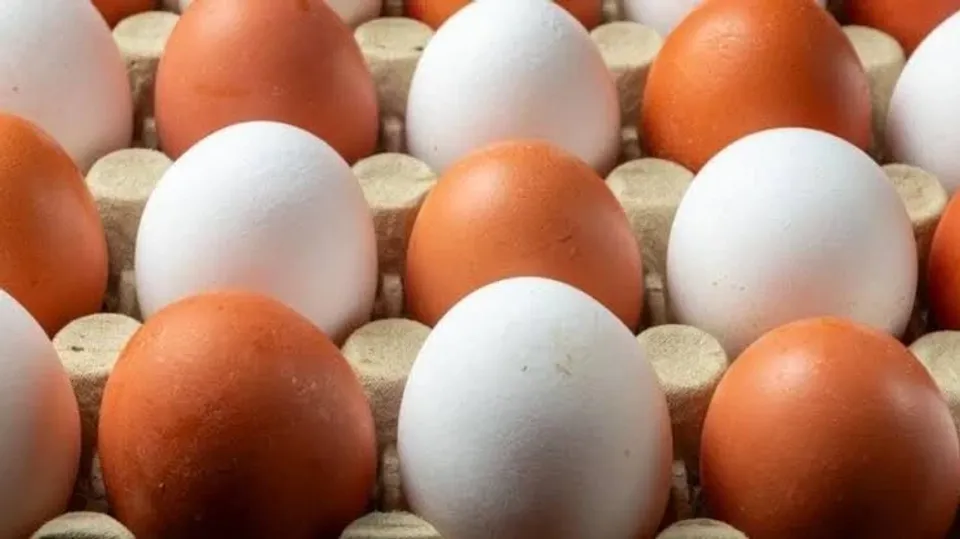 Salmonella salgını büyüyor! 8 ülkeye yayıldı, 306 kişi hastalandı - Resim: 2